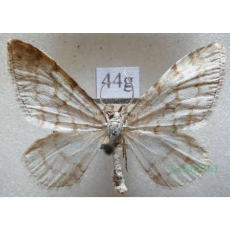 Mesotype verberata (Scopoli, 1763) male Peryzoma żyłkowana Czech44g